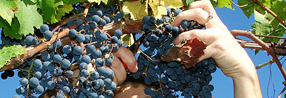 vendanges